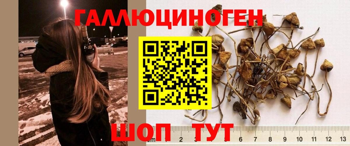 Псилоцибиновые грибы прущие грибы Саратов
